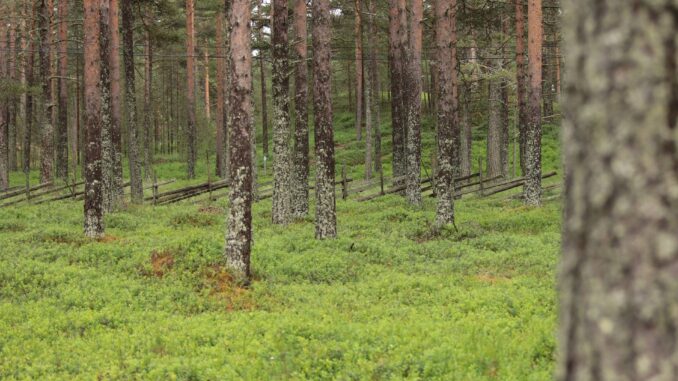 forest-gfd5228a19_1920