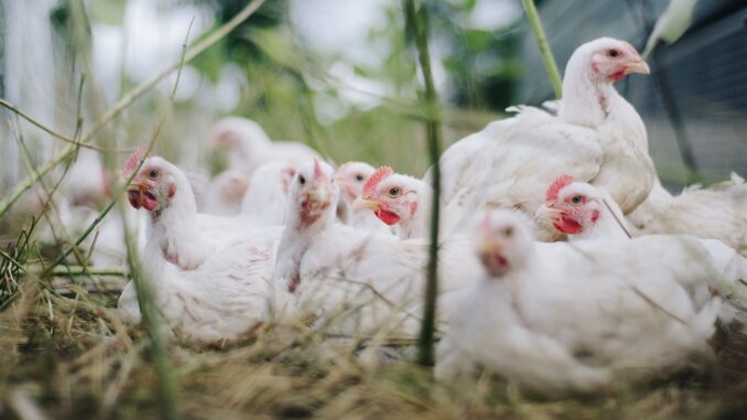 chickens-4474176_1280