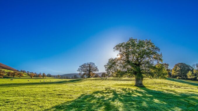 tree-2916763_1280